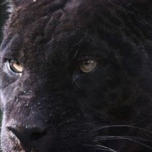 Meet your Posher, Dirk